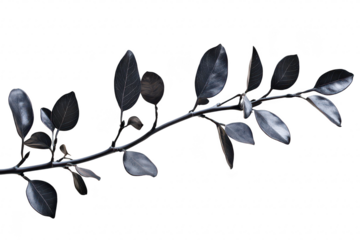 A delicate branch adorned with dark green and black leaves gracefully extends against a bright white background. creating a serene and minimalist aesthetic ideal for nature-themed designs