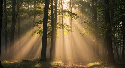 Fototapeta premium Sunbeams Pierce Misty Forest Path at Dawn