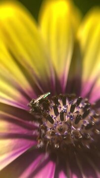 Australian native Tetragonula carbonaria sugar bag bee searches for pollen on a flower