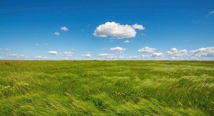 Obraz premium Vast Green Meadow Under a Blue Sky with Clouds