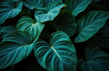 Photo of fresh green leaves background. Nature backdrop of tropical foliage. Close up shot of lush plant life in moody tones. Botanical texture for wallpaper. Abstract eco background.