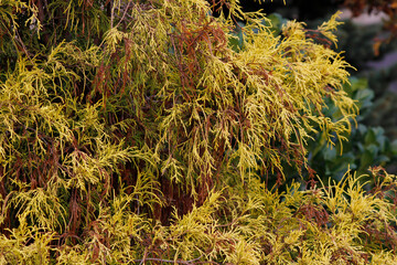 coniferous plant cypress in autumn

