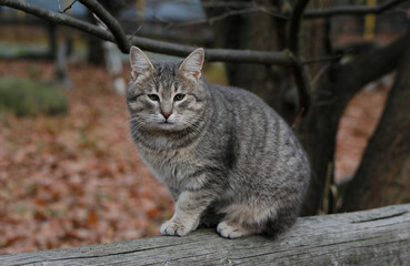 gray cat in nature in autumn