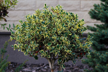 close-up of the ornamental holly plant


