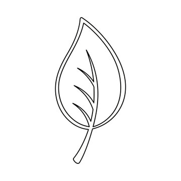 Black and white outline of a simple leaf with detailed veins and stem.