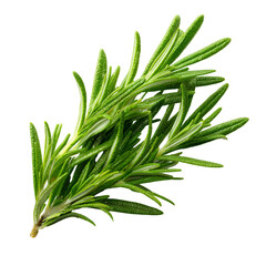 Fototapeta premium Fresh green rosemary sprig isolated on white background