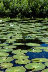 夏の尾瀬、池塘の水面に浮かぶ水草の葉