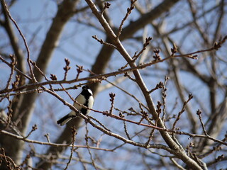 春を待つ蕾の枝にとまるシジュウカラ