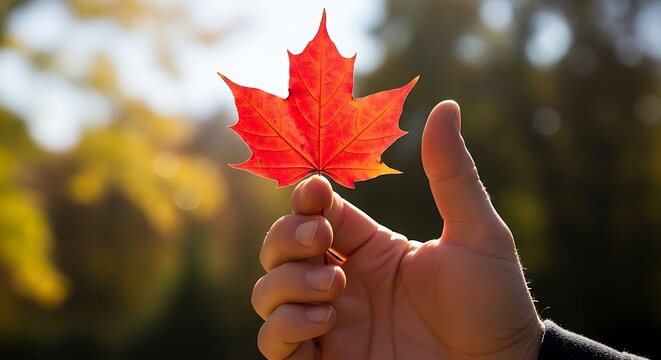 Vibrant maple leaf held in hand showcases the beauty of the autumn season with warm sunlight filtering through blurred
