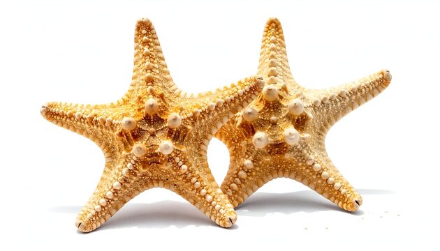 Two textured, beige starfish with a hint of orange, sitting side by side on white