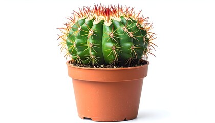 Green, round cactus with orange spines in a brown pot, isolated on white
