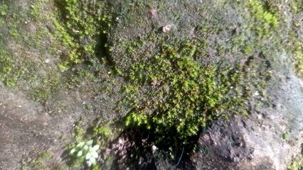 Green Moss Growing on Wet Stone Surface Texture