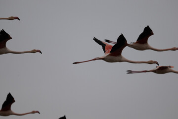 volo uccelli © antonio