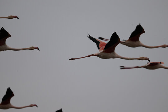 volo uccelli