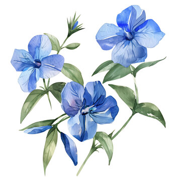 Watercolor blue periwinkle flowers and green leaves on transparent background