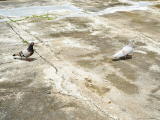 Two doves playing on a cement floor in the morning. Doves in a public area. Illustration.