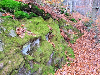 Background texture of a rock covered with green moss and sprinkled with autumn orange leaves. Close-up..