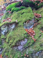 autumn in the mountains. Background texture of a rock covered with green moss and sprinkled with autumn orange leaves. Close-up.