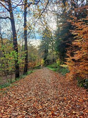 A path in the autumn forest is covered with fallen brown and orange leaves. A forest road that leads deep into the forest to a light clearing surrounded by trees with bright autumn leaves.  