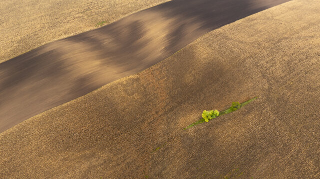 Aerial view of undulating fields presenting a tapestry of golden hues against the rich brown earth, a solitary cluster of trees punctuating the landscape, Brno, South Moravian Region, Czechia.