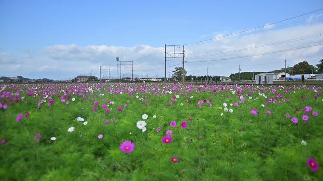 コスモス畑を走る近江鉄道800形普通電車 (近江鉄道 八日市線 平田 - 市辺, 2025年11月)