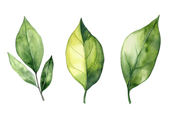 Fototapeta premium A collection of three beautifully illustrated watercolor leaves various shades of green and yellow. ideal for botanical-themed projects or nature-inspired designs