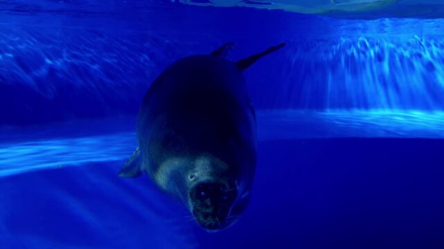 Baikal Seal in Sunshine Aquarium, Ikebukuro, Tokyo, Japan.