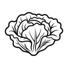 Simple line drawing of a fresh green cabbage head
