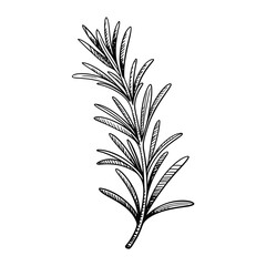 Hand drawn sketch of a rosemary sprig with needle like leaves
