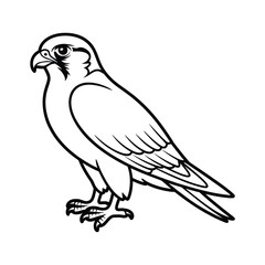 Fototapeta premium Line drawing of a peregrine falcon standing profile