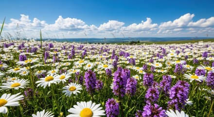 Vibrant field of blooming white daisy and purple wildflower under a bright blue sky with scattered white clouds on a sunny day in the countryside