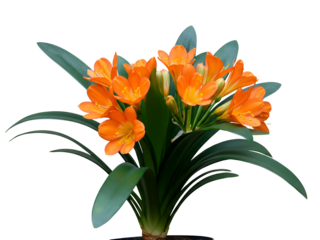 A vibrant Clivia miniata plant in full bloom, showcasing its stunning orange flowers and lush green leaves, isolated on a pure white background