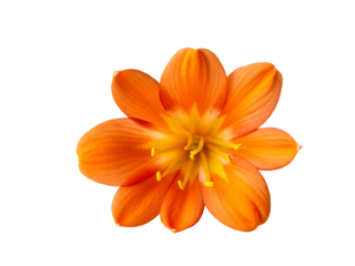 Vibrant Orange Lily Flower with Yellow Stamens - Close-up Studio Shot