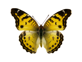 Captivating Yellow Butterfly with Intricate Black Markings on White Background, a Close-up View
