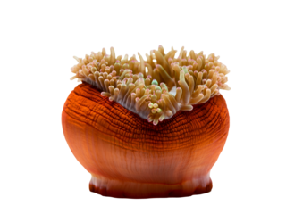 Vibrant Orange Sea Anemone Detailed Close-up on a White Background