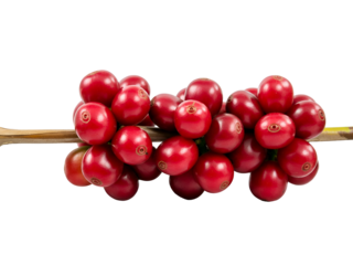 A vibrant cluster of fresh red coffee cherries growing on a branch, beautifully isolated against a clear blank white background for copy space