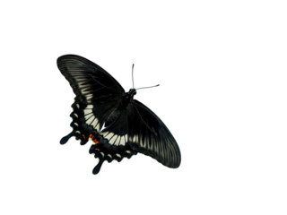 Common Crow Butterfly A Black Winged Beauty Isolated on a Clear Background
