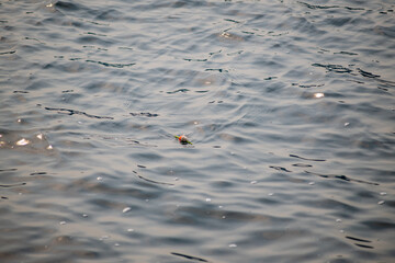 Colorful object floats on water surface in a calm lake during sunny day, reflecting light on...