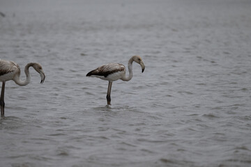 Phoenicopterus roseus. 

