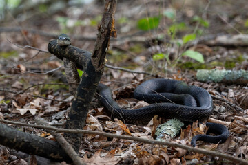 Coiled black snake resting among fallen leaves in a dense forest setting during daylight hours