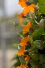 Climbing orange flowers with soft bokeh and natural light