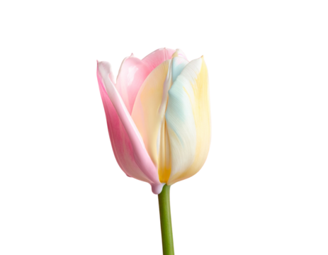 Delicate bi color tulip flower with pink and yellow petals on black background