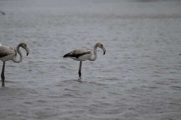 animali camargue fenicotteri