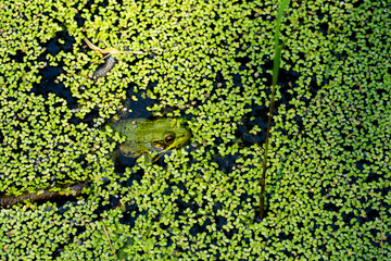 Frog camouflaged among lush green plants in a calm pond during a sunny afternoon