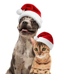 Adorable dog and cat with Santa hats on white background