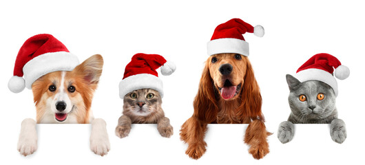 Adorable cats and dogs in Santa hats peeking out of banner on white background