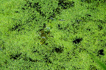 Vibrant green pond covered in lush duckweed creates a natural habitat for small wildlife in a tranquil outdoor setting during daylight hours