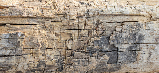 bark tree wooden texture background surface