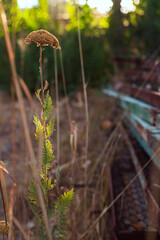 dry achillea millefolium in sunset light in the garden © Nargiza