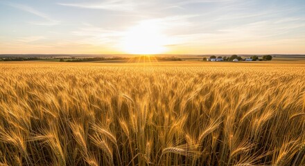 Golden wheat field ready for harvest bathed in the warm, bright light of a setting sun over a distant rural farmstead under a vast sky
